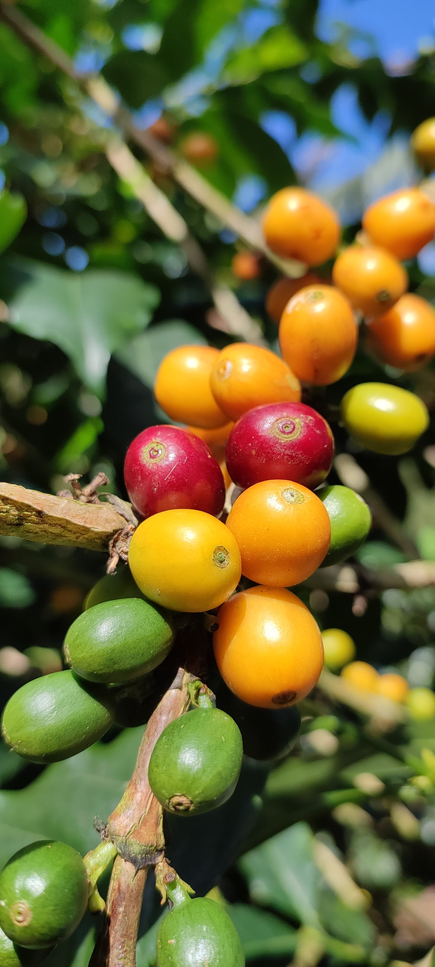 Nicaragua | Blanca Nieve - The Reds (Roasted 9/17)