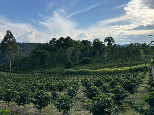 Colombia | Chapolera JYH - Natural Gesha