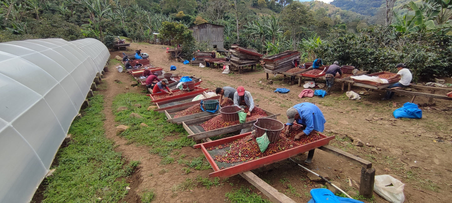 Nicaragua | Blanca Nieve - The Reds (Roasted 9/17)
