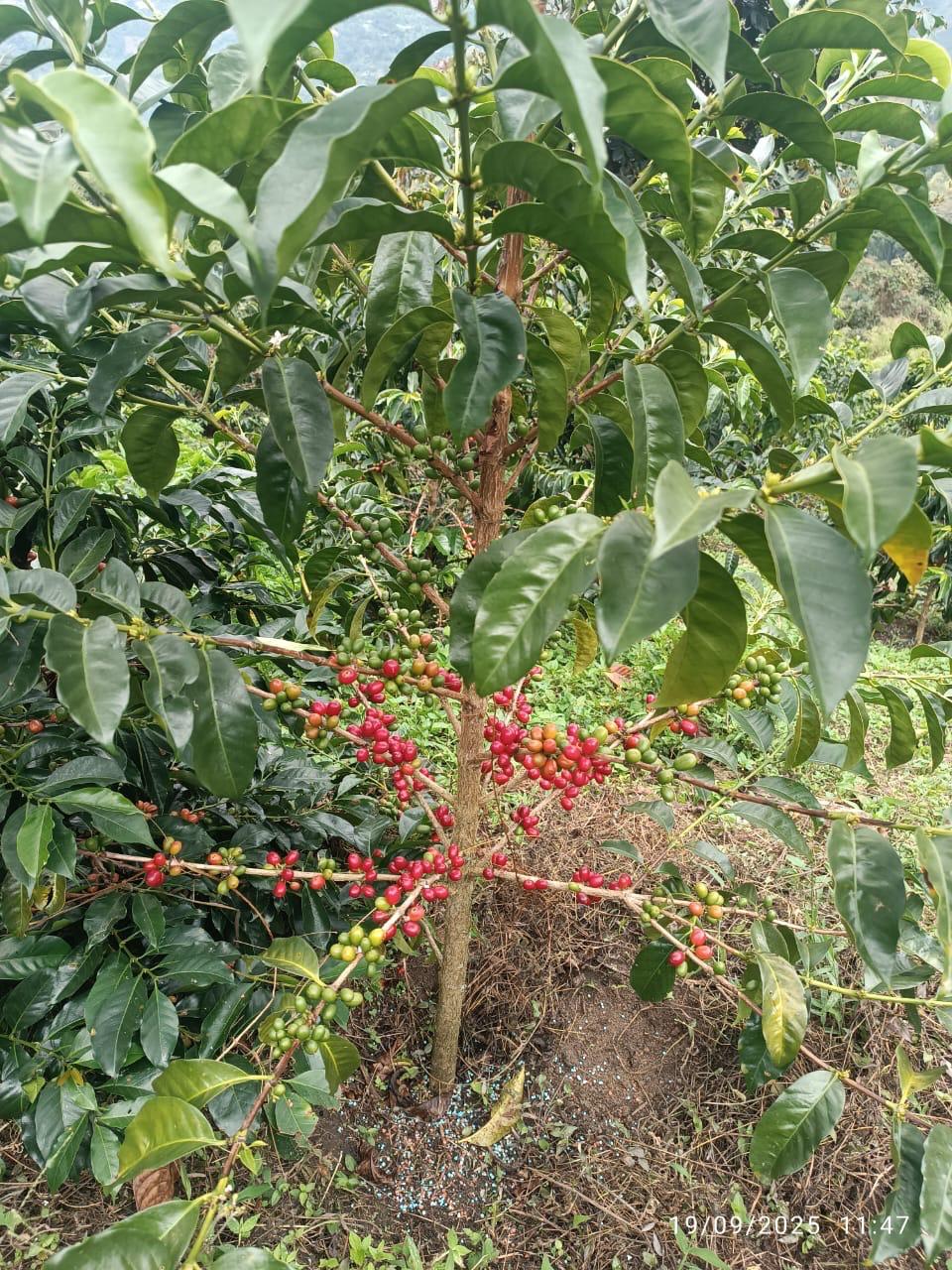 Colombia | Alejandro Ariza Chiroso