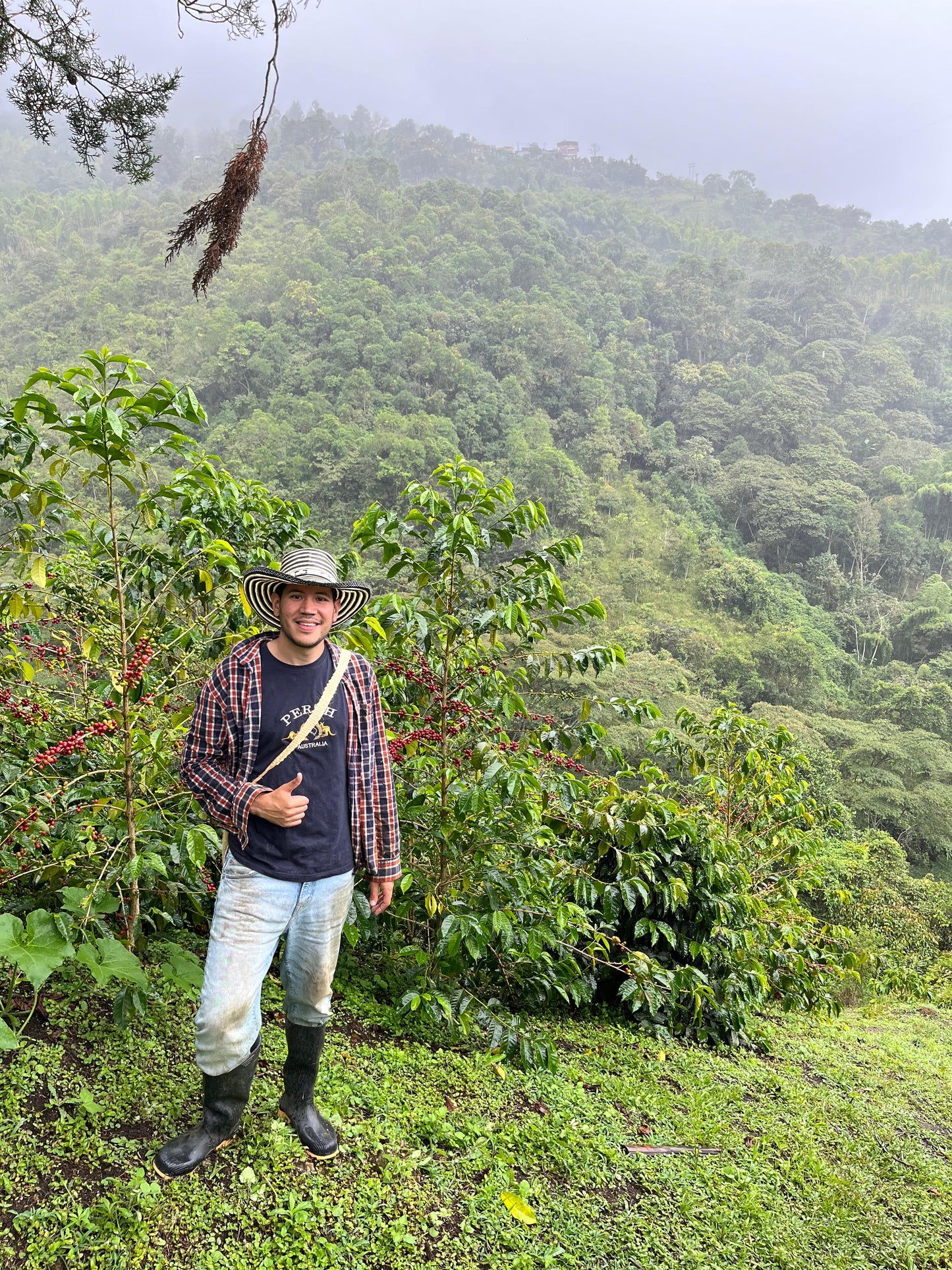 Colombia | Finca la Argelia Maragogype