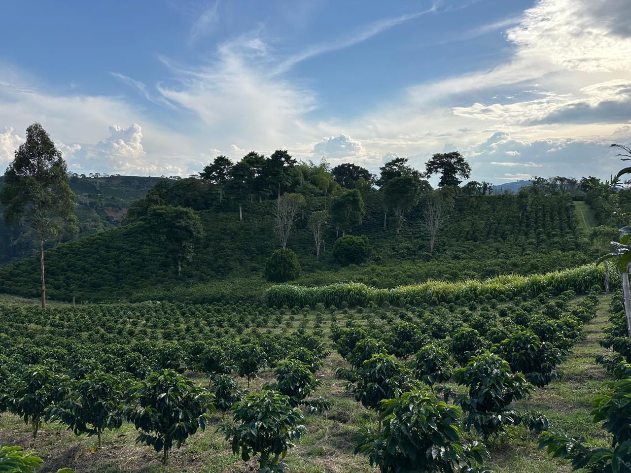 Colombia | Chapolera JYH - Natural Gesha – Brainwave Coffee Roasters