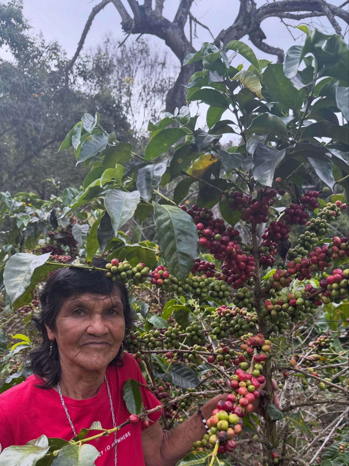 Colombia | Mariela Guevara & Yaritza Alvear - Washed Gesha