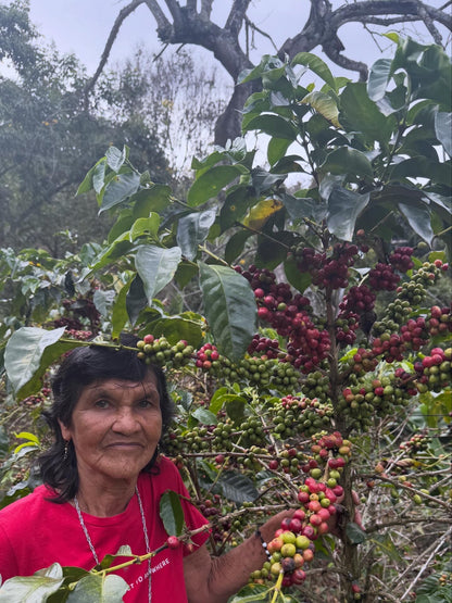 Colombia | Mariela Guevara & Yaritza Alvear - Washed Gesha